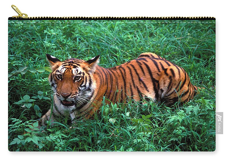 Grass Zip Pouch featuring the photograph Tiger Cub by Vijayamurthy S