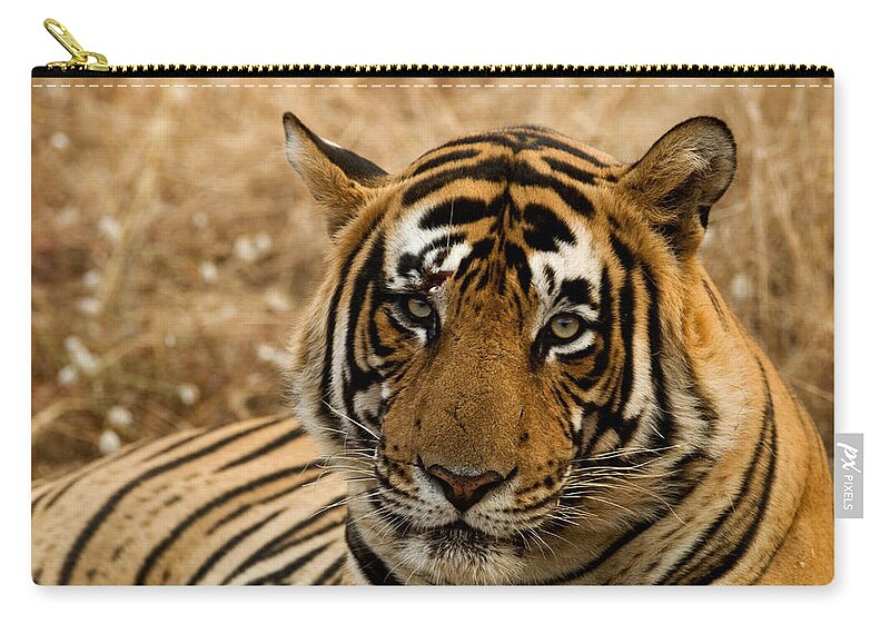 Alertness Zip Pouch featuring the photograph Tiger by Kiran Dikshit