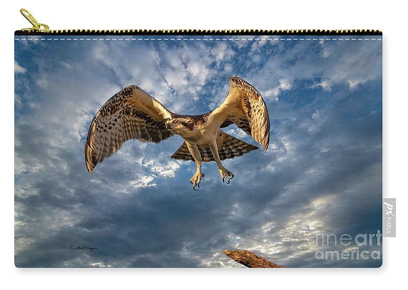 Ospreys Zip Pouch featuring the photograph Time To Fly TWO by DB Hayes