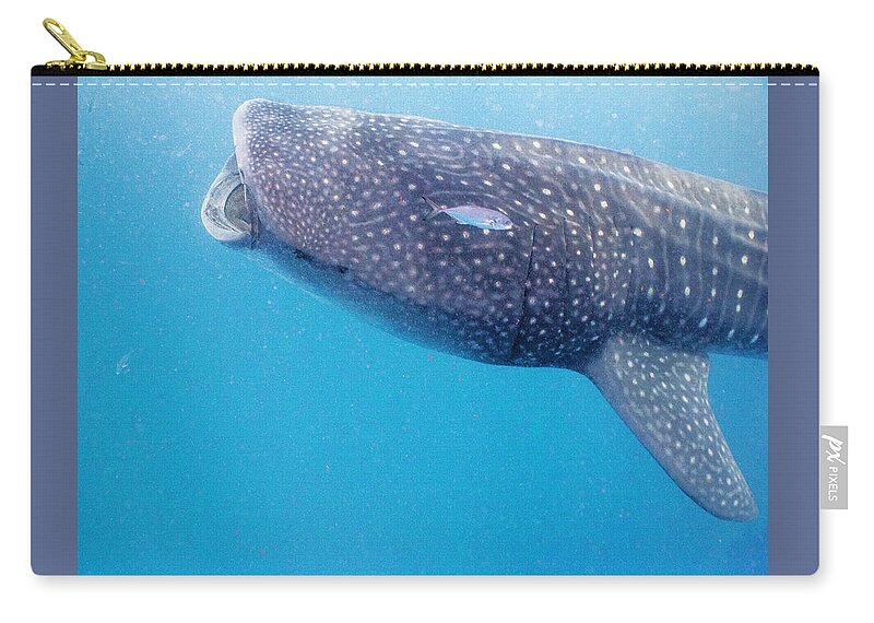 Ocean Carry-all Pouch featuring the photograph Time To Krill by Lynne Browne
