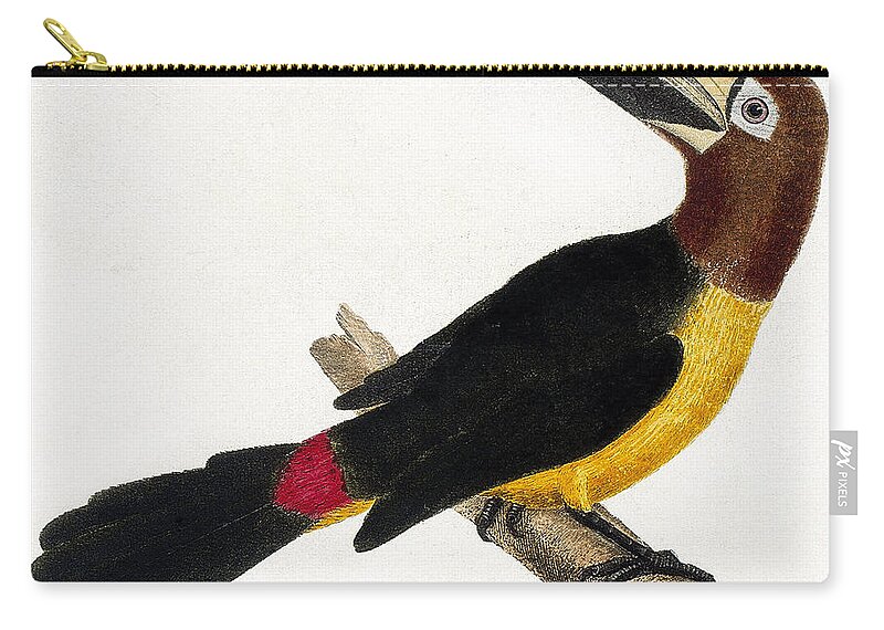 Toucan Zip Pouch featuring the painting Toucan by European School