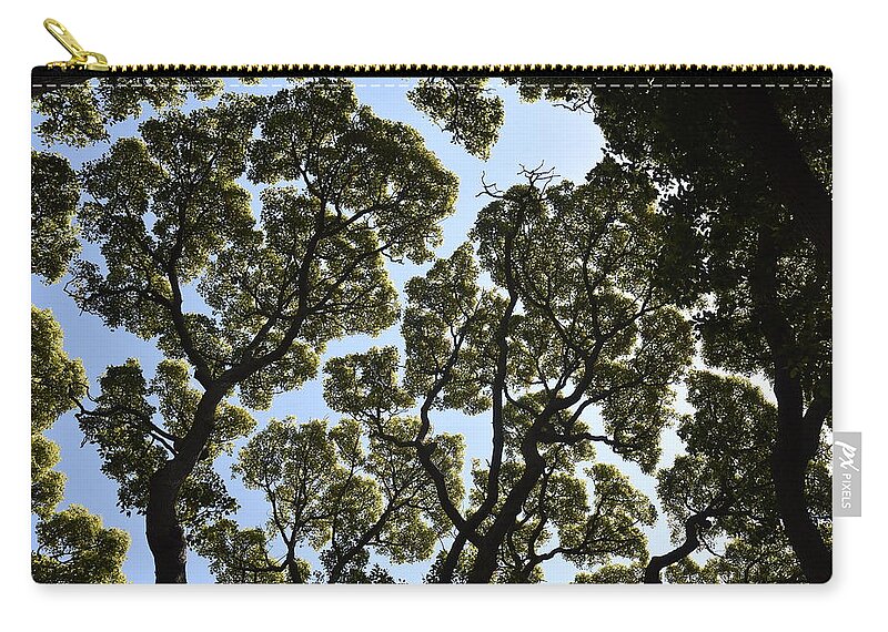 Trees Zip Pouch featuring the photograph Tree Canopy by Ben Foster