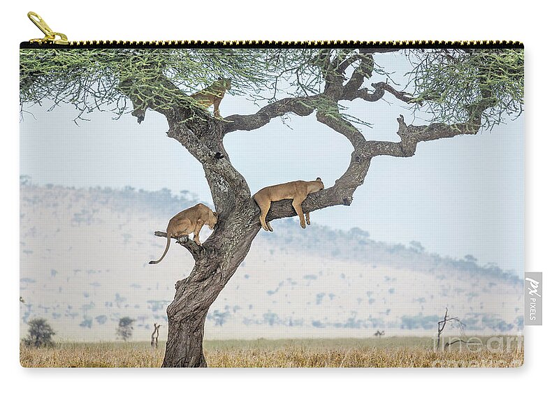 Africa Zip Pouch featuring the photograph Tree Climbing Lions by Timothy Hacker