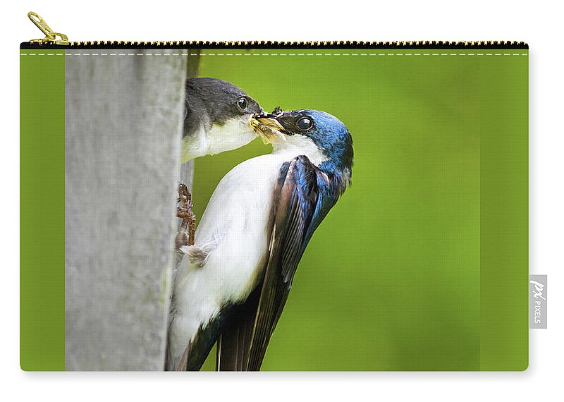 Tree Swallow Zip Pouch featuring the photograph Tree Swallow Feeding Chick by Christina Rollo