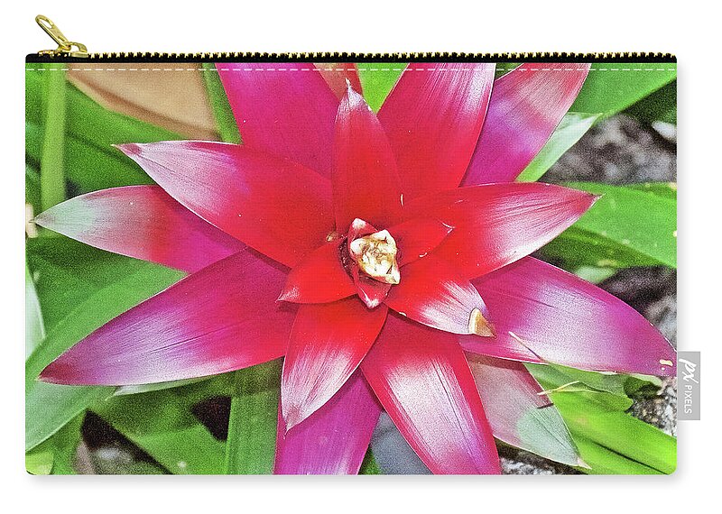 Bromeliad In Botanical Garden In Balboa Park In San Diego Zip Pouch featuring the photograph Bromeliad Plant in Botanical Garden in Balboa Park in San Diego, California- by Ruth Hager