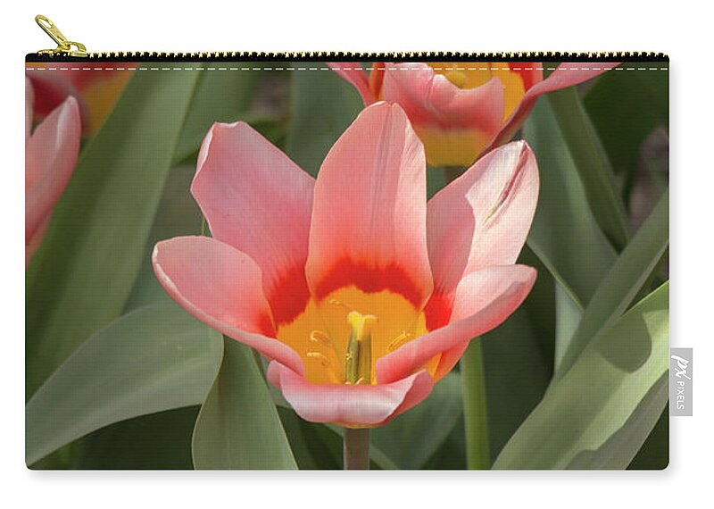 Flower Zip Pouch featuring the photograph Tulip Analita by Dawn Cavalieri