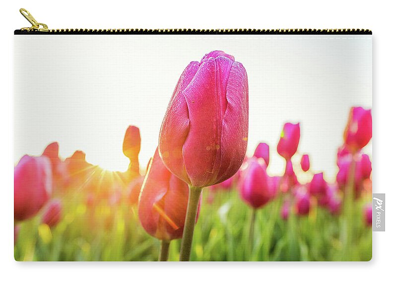 Tulipa Zip Pouch featuring the photograph Tulip in backlight by Jenco van Zalk