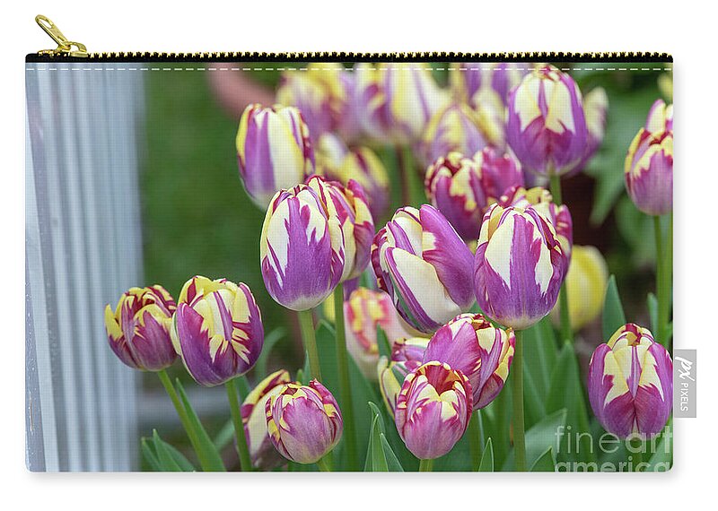 Tulipa Striped Sail;tulip Striped Sail;triumph Tulip Zip Pouch featuring the photograph Tulip Striped Sail Flowers by Tim Gainey
