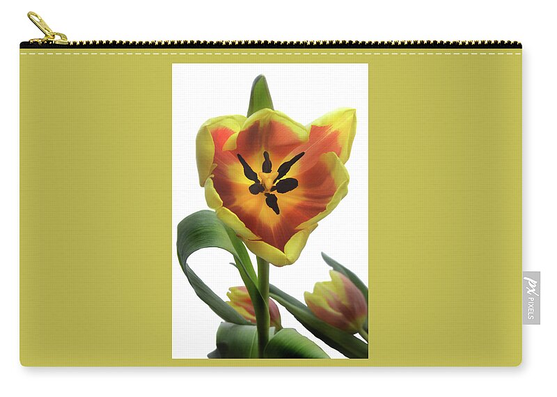 Tulips Zip Pouch featuring the photograph Tulip Time by Terence Davis