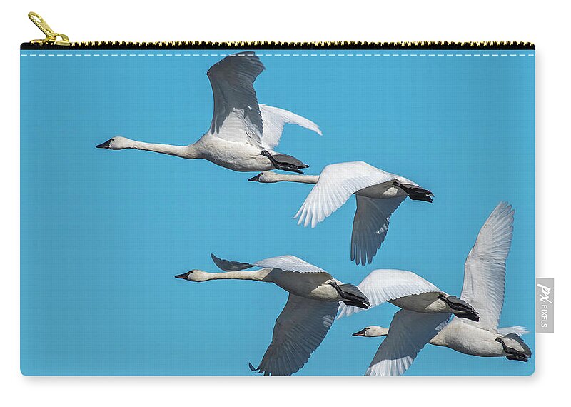 Birds Zip Pouch featuring the photograph Tundra Swans in Flight by Donald Brown