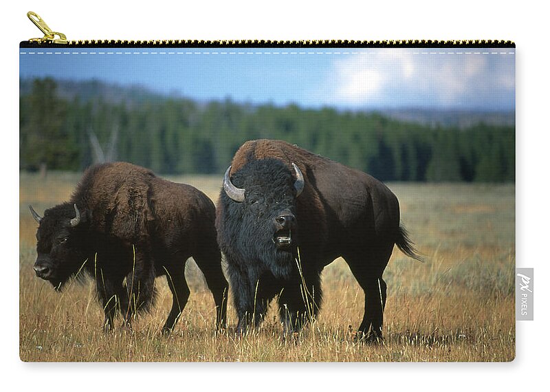 Male Animal Zip Pouch featuring the photograph Two American Bison On The Grassy Plains by Gomezdavid