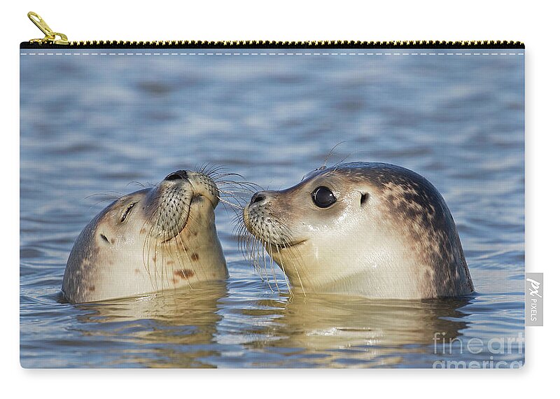 Two Zip Pouch featuring the photograph Two Common Seals by Arterra Picture Library
