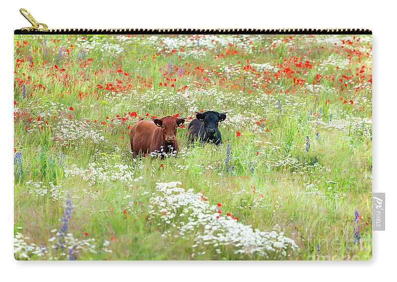 Cows Zip Pouch featuring the photograph Two Norfolk cows in wild flower meadow by Simon Bratt
