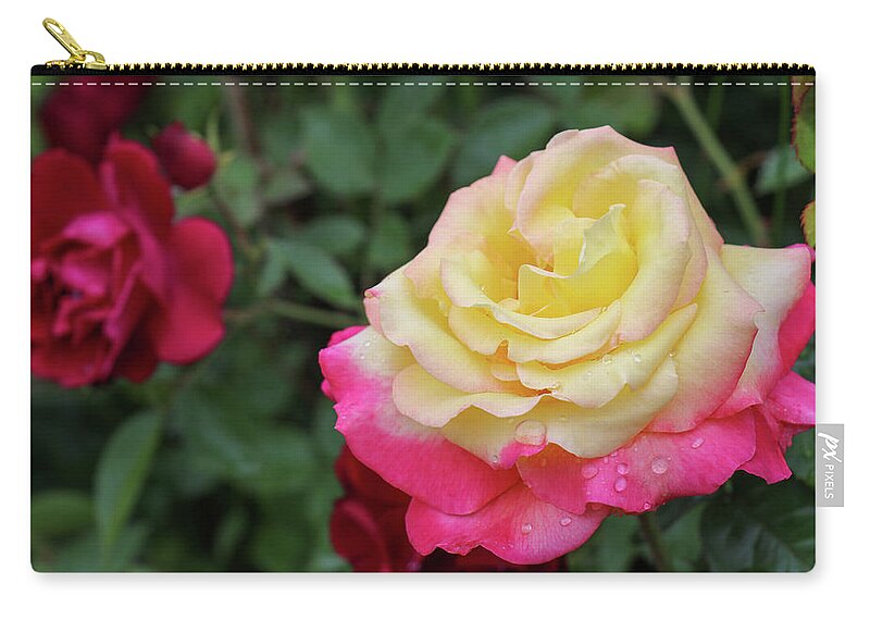 Rose Zip Pouch featuring the photograph Two Tone Beauty by Mary Anne Delgado