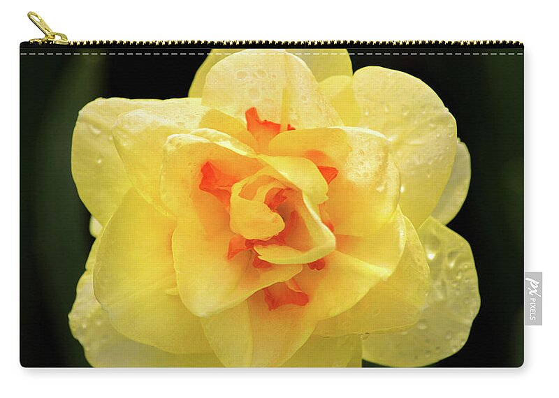 Flower Zip Pouch featuring the photograph Unusual Daffodil by Don Johnson