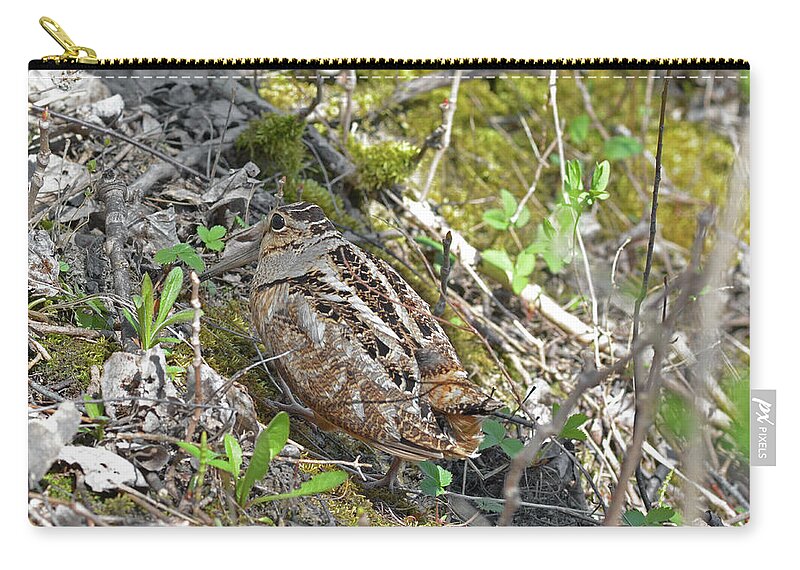 American Woodcock Zip Pouch featuring the photograph Upland forests Lady Woodcock by Asbed Iskedjian