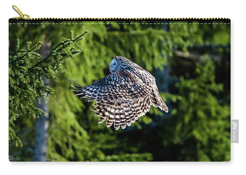 Ural Owl Zip Pouch featuring the photograph Ural owl flying in the fir forest with sunshine on its back by Torbjorn Swenelius