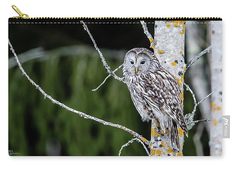 Ural Owl Zip Pouch featuring the photograph Ural owl perching on an aspen twig by Torbjorn Swenelius