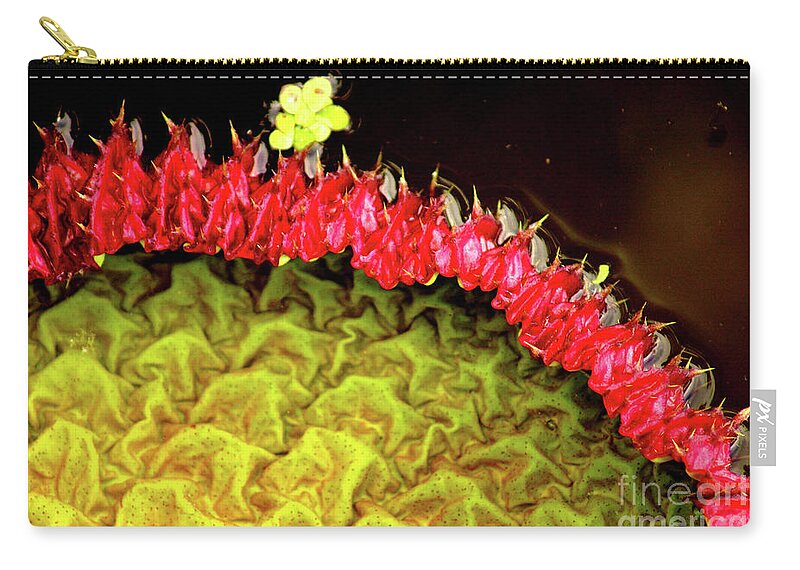 Victoria Zip Pouch featuring the photograph Victoria Amazonica I by Cassandra Buckley