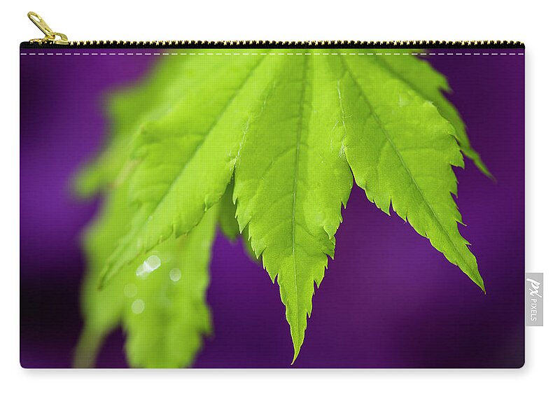 Astoria Zip Pouch featuring the photograph Vine Maple Leaf by Robert Potts