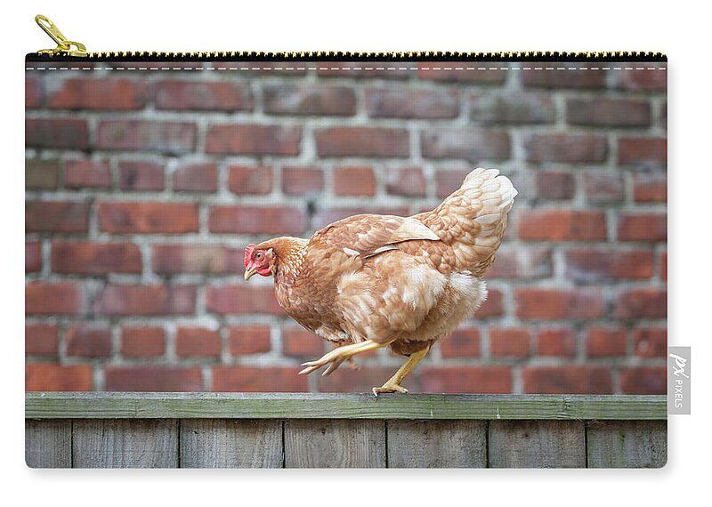 Anita Nicholson Zip Pouch featuring the photograph Walk the Line - Chicken walking along a wooden fence by Anita Nicholson