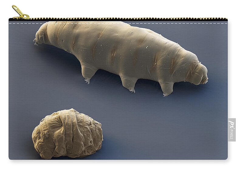 Animal Zip Pouch featuring the photograph Water Bear And Tun, Sem by Eye of Science