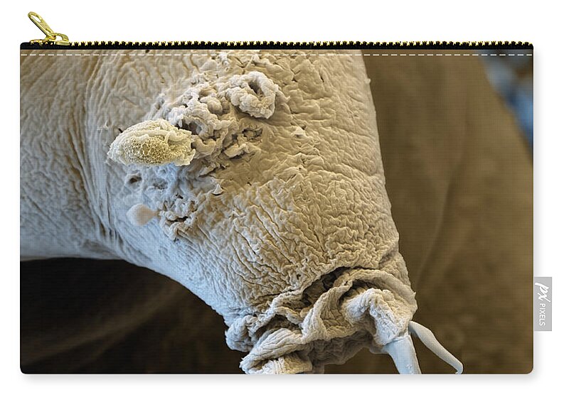 Animal Zip Pouch featuring the photograph Water Bear Or Tardigrade by Meckes/ottawa