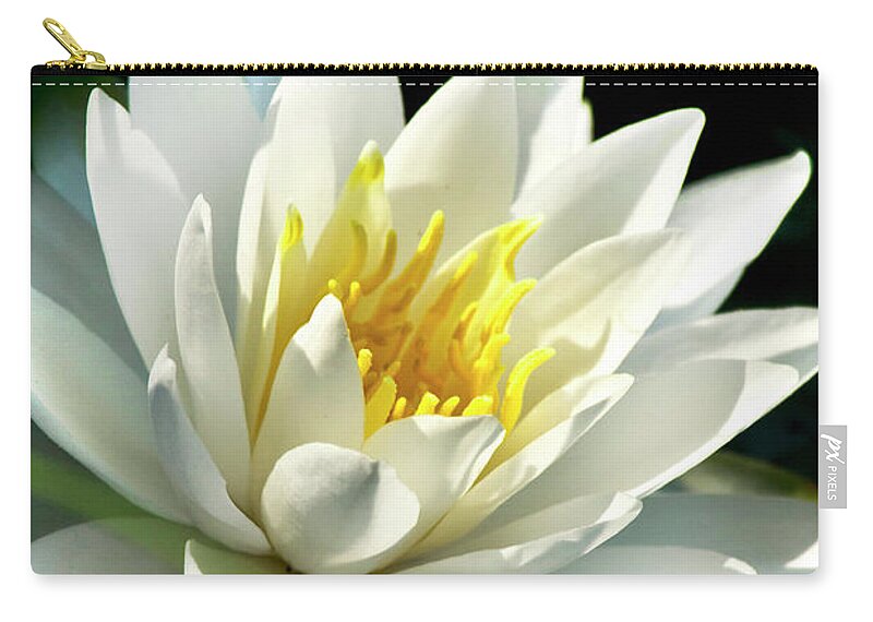 Water Lily Zip Pouch featuring the photograph Water Lily by Christina Rollo