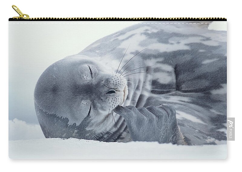 One Animal Zip Pouch featuring the photograph Weddell Seal Leptonychotes Weddellii by Eastcott Momatiuk