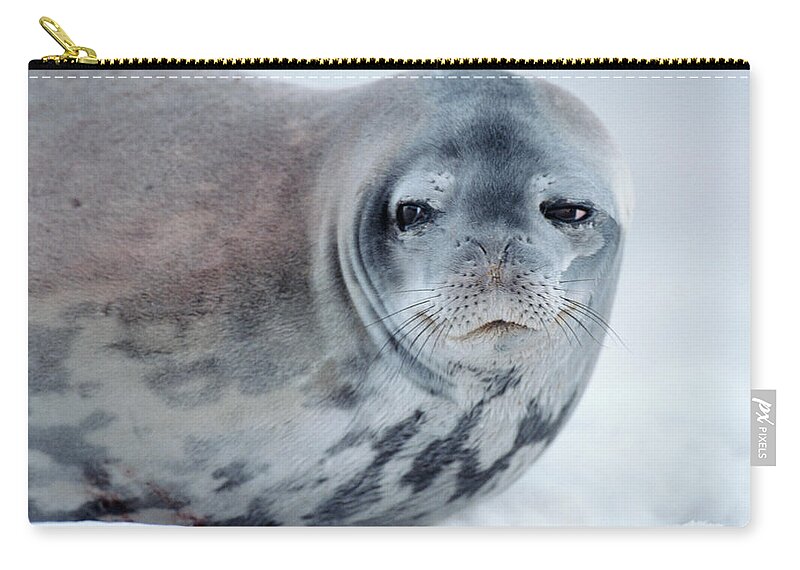 Non-urban Scene Zip Pouch featuring the photograph Weddell Seal Leptonychotes Weddellii On by Eastcott Momatiuk