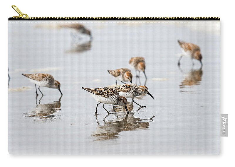 Animals Zip Pouch featuring the photograph Western Sandpipers on the Beach by Robert Potts