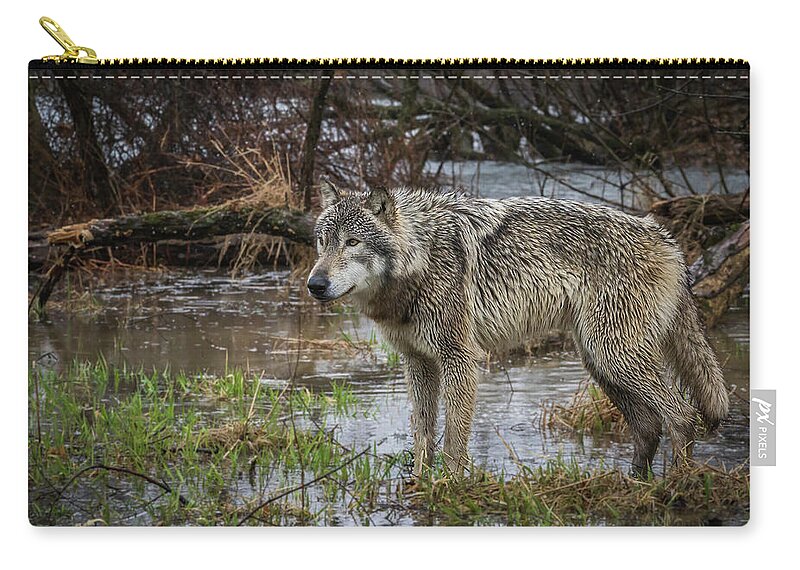 Wolf Wolves Zip Pouch featuring the photograph Wet Feet by Laura Hedien