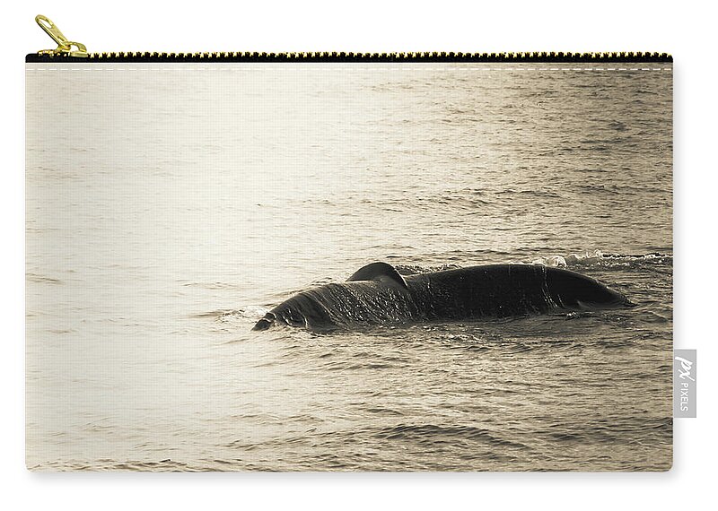  Zip Pouch featuring the photograph Whale Tail 1 by Rebekah Zivicki