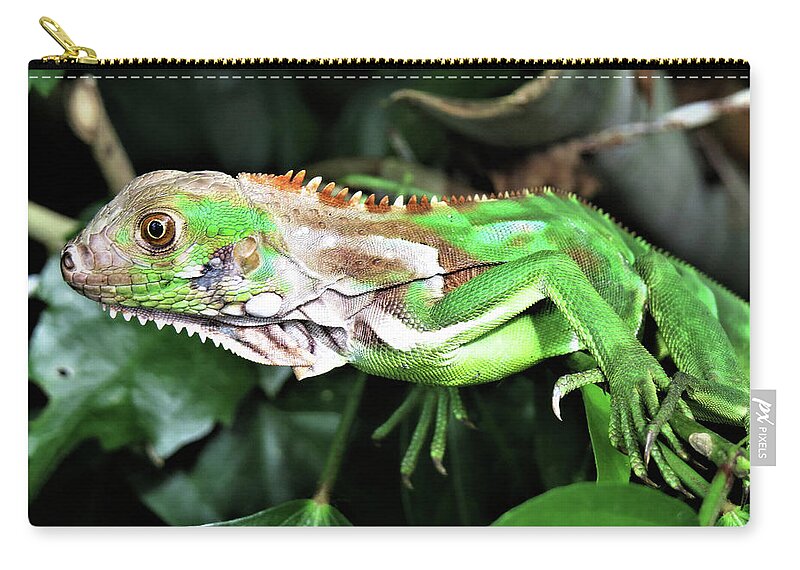 Green Zip Pouch featuring the photograph What are you looking at? by Leslie Struxness