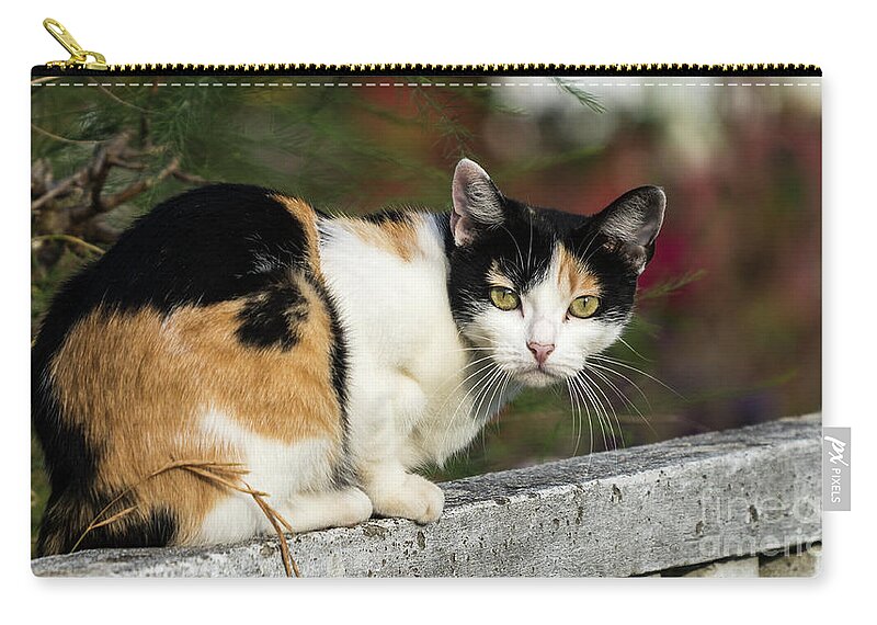 Cat Zip Pouch featuring the photograph White Brown and Black Cat Staring by Pablo Avanzini