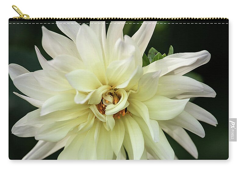 Dahlia Zip Pouch featuring the photograph White Dahlia Beauty by Dale Kincaid