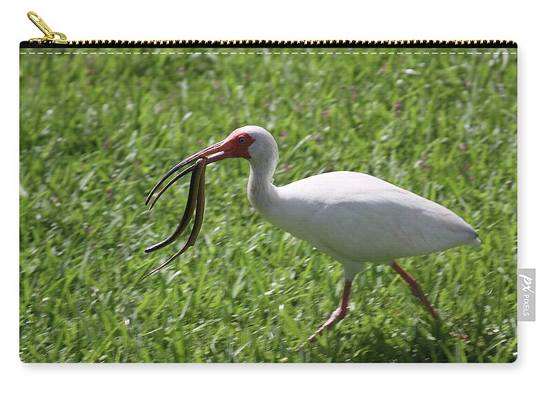 White Zip Pouch featuring the photograph White Ibis With a Snake in His Mouth by Philip And Robbie Bracco
