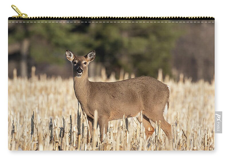 White-tailed Deer Zip Pouch featuring the photograph White-tailed Deer 2019-1 by Thomas Young