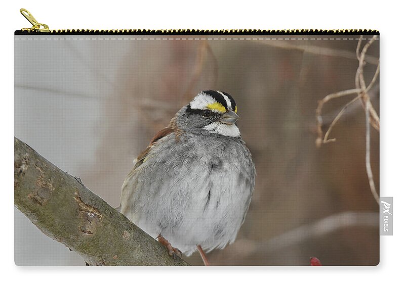 Sparrow Zip Pouch featuring the photograph White-throated Sparrow 2 by Ann Bridges