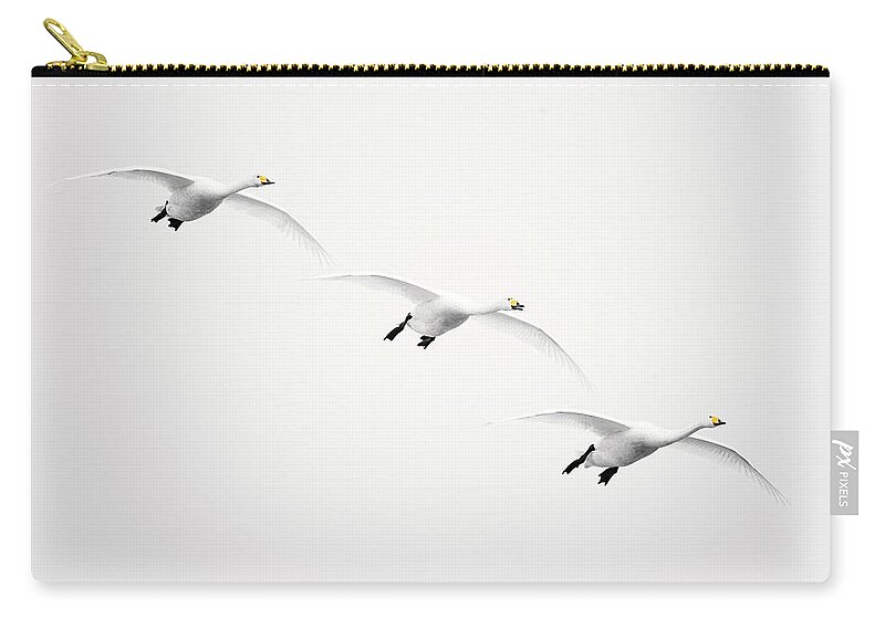 Formation Flying Zip Pouch featuring the photograph Whooper Swan Cygnus Cygnus by Roine Magnusson