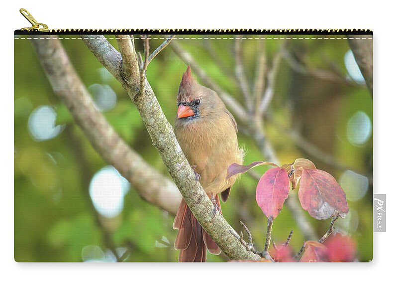 Cardinal Zip Pouch featuring the photograph Wild Birds of Autumn - Female Northern Cardinal by Kerri Farley