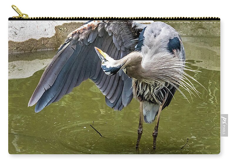 Great Blue Heron Zip Pouch featuring the photograph Great Blue Preening by Kate Brown