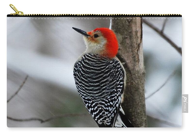 Red Bellied Woodpecker Zip Pouch featuring the photograph Winter Visitor by Sonja Jones