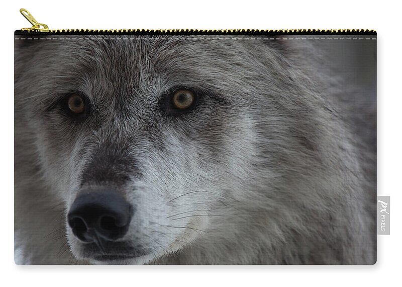 One Animal Zip Pouch featuring the photograph Wolves From Yellowstone National Park by Regis Vincent