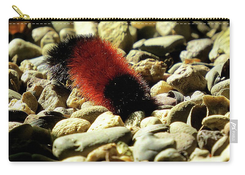 Woolly Bear Caterpillar Carry-all Pouch featuring the photograph Woolly Bear Caterpillar on the Rocks by Linda Stern