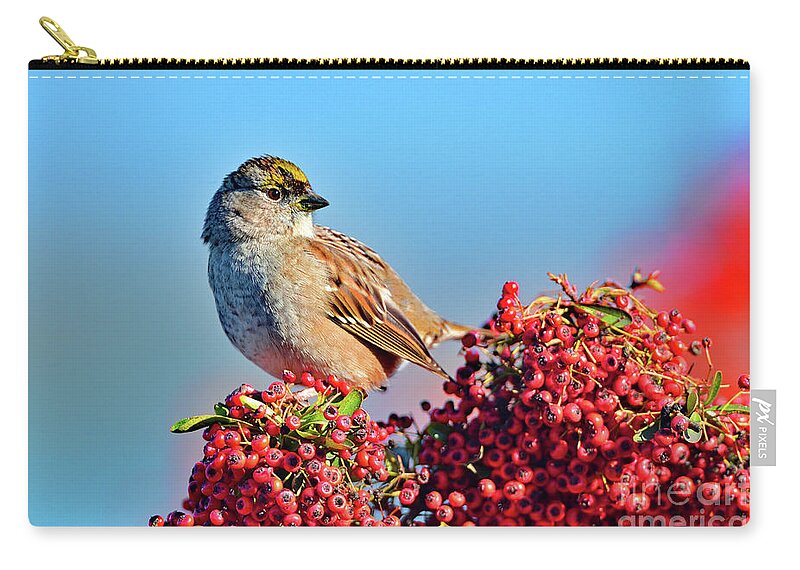 Sparrow Zip Pouch featuring the photograph Yellow Crowned Sparrow by Amazing Action Photo Video