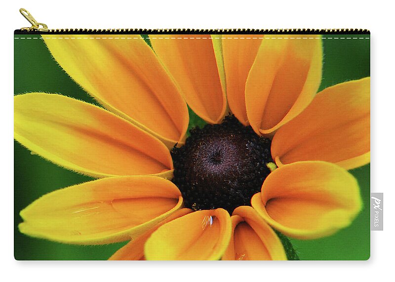 Yellow Flowers Zip Pouch featuring the photograph Yellow Flower Black Eyed Susan by Christina Rollo