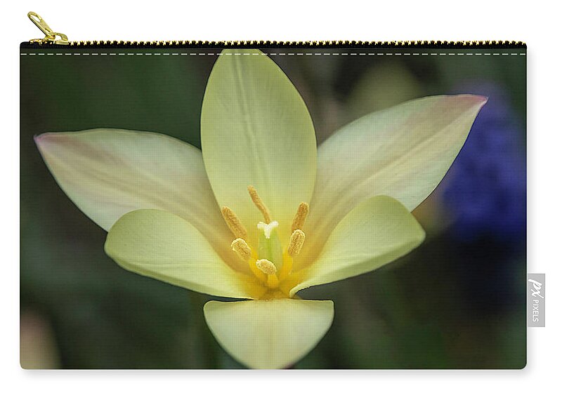 Plant Zip Pouch featuring the photograph Yellow Rain Lily By Tl Wilson Photography by Teresa Wilson
