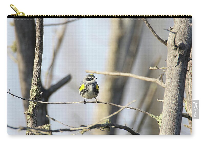 Yellow Rumped Warbler Zip Pouch featuring the photograph Yellow Rumped Warbler 4 by Brook Burling