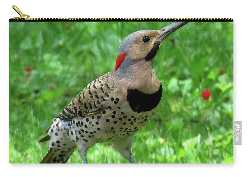 Woodpeckers Carry-all Pouch featuring the photograph Yellow-shafted Northern Flicker by Linda Stern